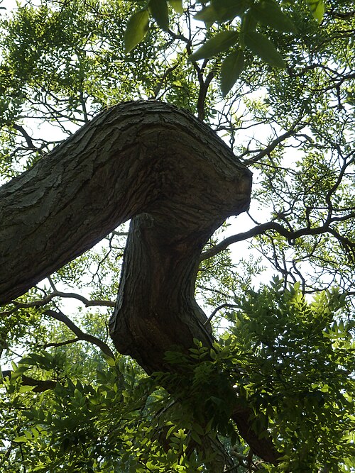 The Old Lions of Kew