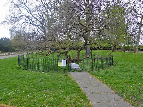 The Evelyn Mulberry
