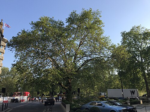 The Dorchester Plane