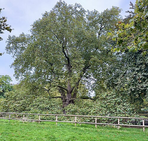 The Great Plane of Brunswick Square
