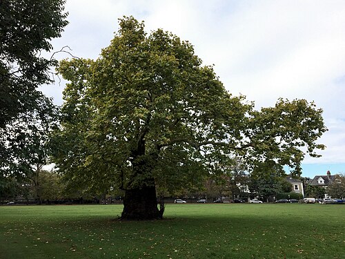 The Ravenscourt Park Baobab Plane
