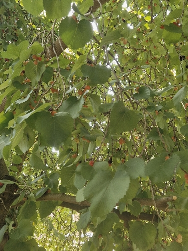 The Fountain Court Mulberries