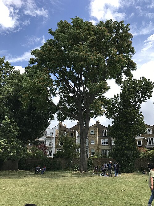 The Ravenscourt Park Tree of Heaven