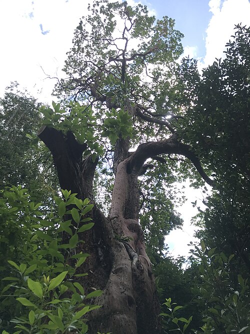 The Battersea Park Hybrid Strawberry Tree