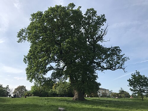 The Brockwell Oak
