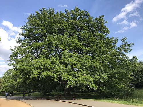 The Dulwich Park Turkey Oak