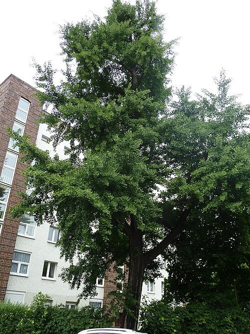 The Ginkgo of Karl-Heine-Strasse