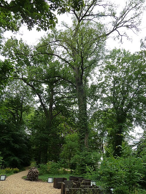 The European White Elm of Karl-Heine-Strasse