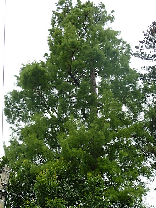 The Bald Cypress of Karl-Heine-Strasse