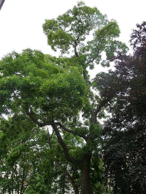 The Pagoda Tree of Karl-Heine-Strasse