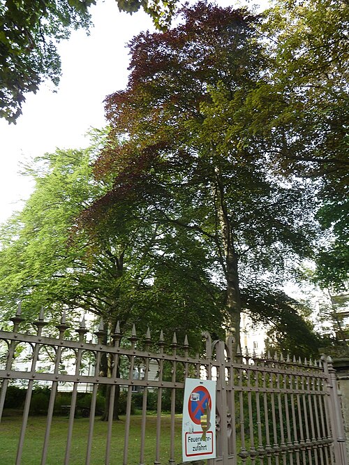 The Fern-Leaved Beech of Karl-Tauchnitz-Strasse