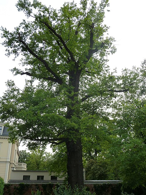 The Oak of Kaethe-Kollwitz-Strasse