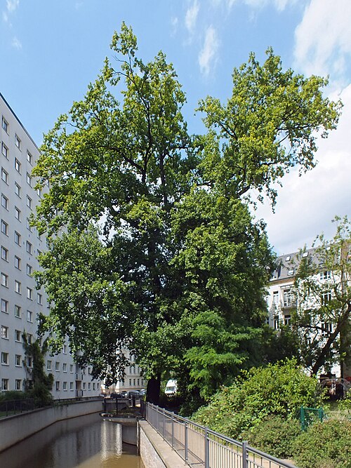 The Pedunculate Oak of Dufourstrasse