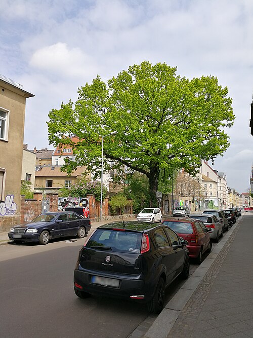 The Oak of Demmeringstrasse