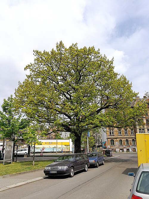 The Oak of Karl-Ferlemann-Strasse