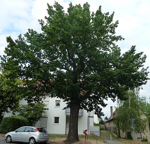 The Peace Oak of Wahren