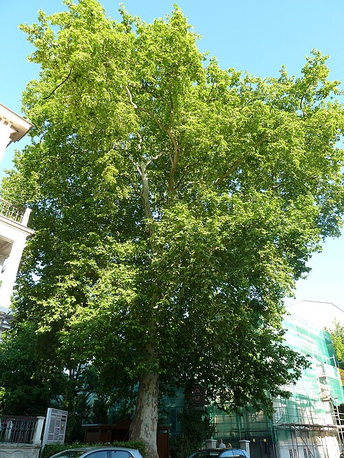 The Plane Tree of Leibnizstrasse