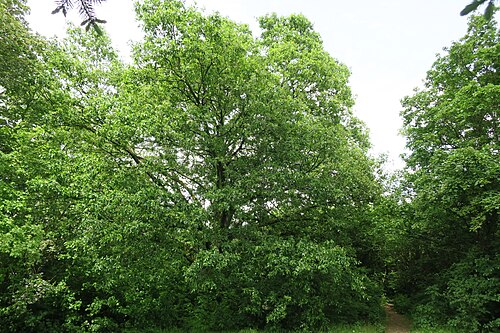 The Lebanon Oak of Schoenau
