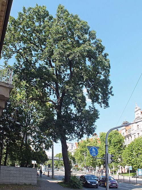 The Medlar-Leaved Oak of Martin-Luther-Ring