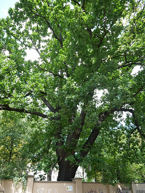 The Hungarian Oak of Erich-Zeigner-Allee