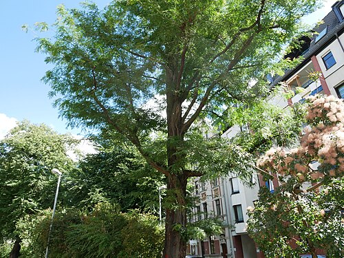 The Honey Locust of Plagwitz Town Hall