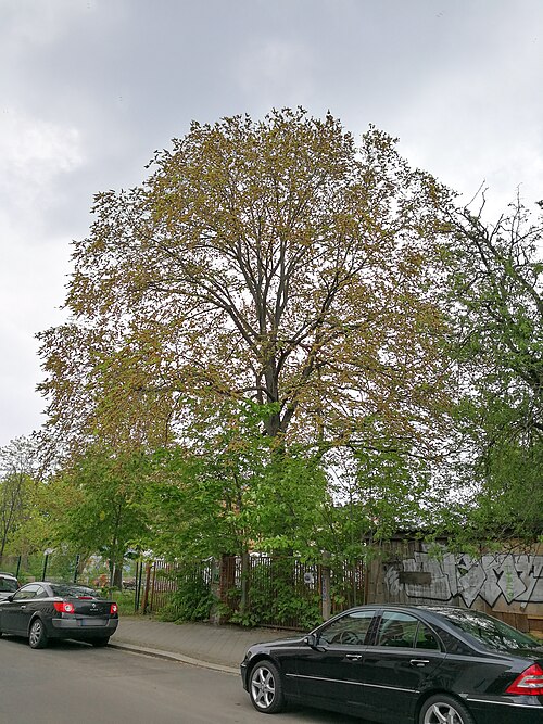 The Wych Elm of Demmeringstrasse