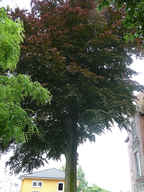 The Copper Beech of Kirschbergstrasse