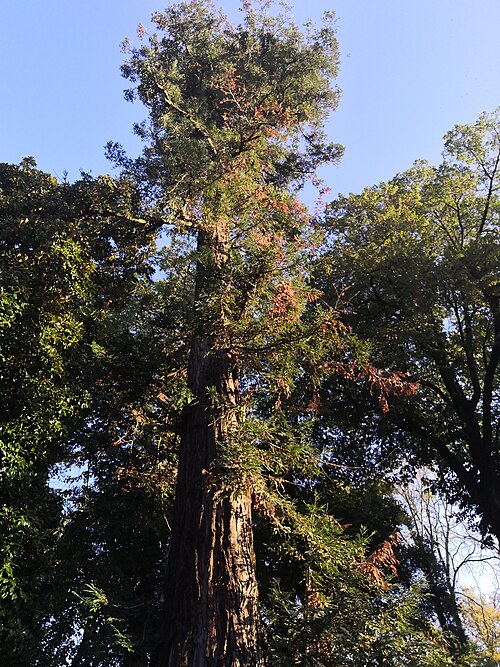 The Redwood of the Orto Botanico