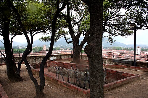 The Holm Oaks on the Torre Guinigi