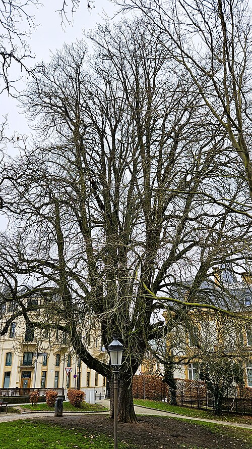 The Square Robert-Brasseur Horse Chestnut