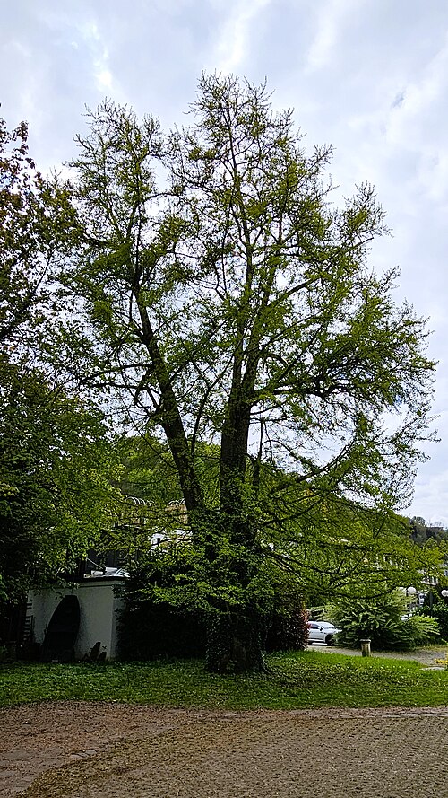 The Ginkgo of Place Dargent