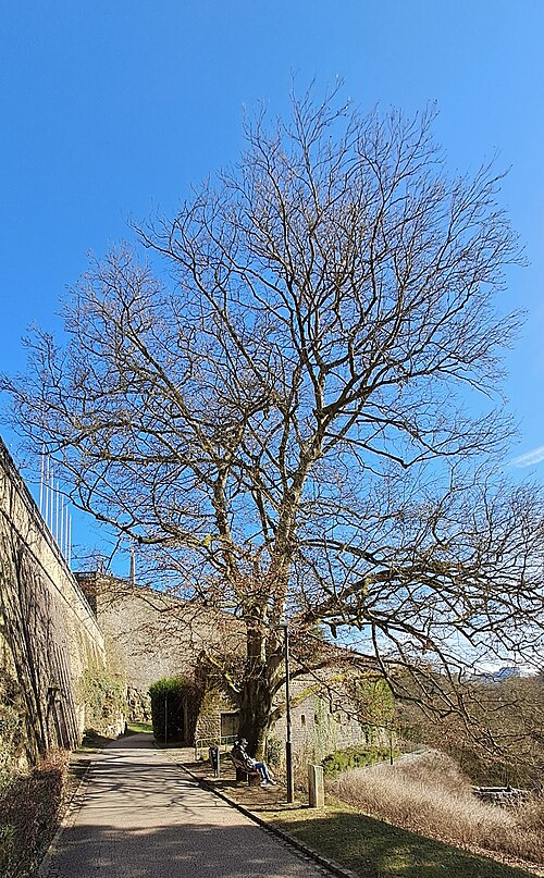 The Beech of Bastion Beck