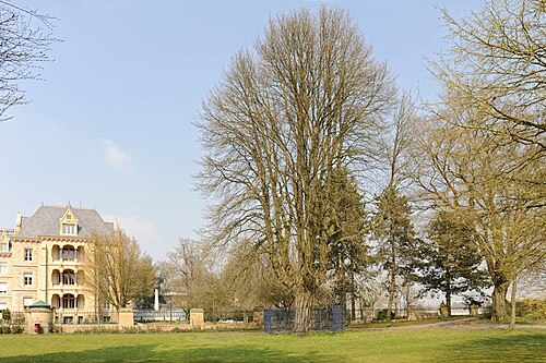 The Prince Jean Chestnut