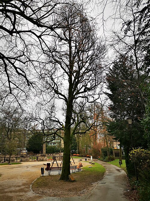 The Krombach Oak