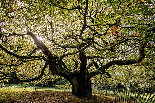 The Allerton Oak