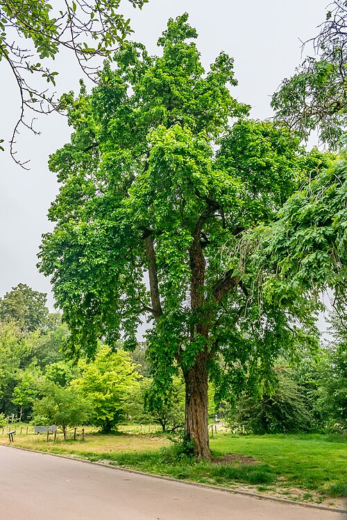 The Osage Orange of the Tête d'Or