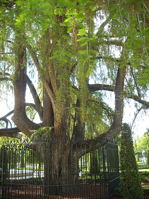 The Ahuehuete of the Parterre