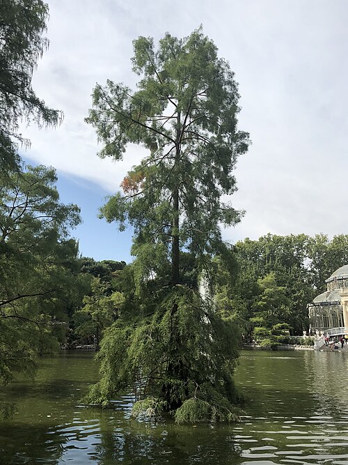 The Bald Cypresses of the Crystal Palace Pond