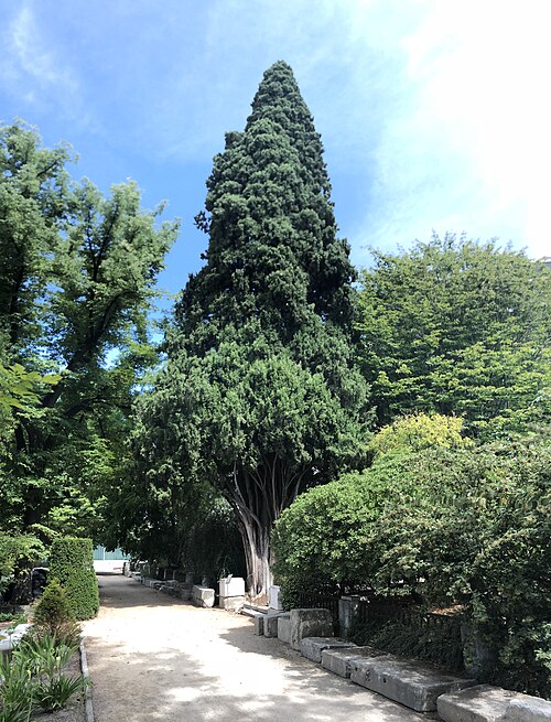 El ciprés del Real Jardín Botánico