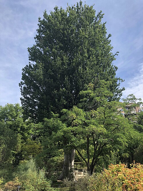 The Caucasian Elm of the Botanic Garden