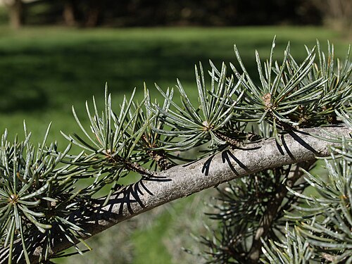 The Grandfather Cedar of Parque del Oeste