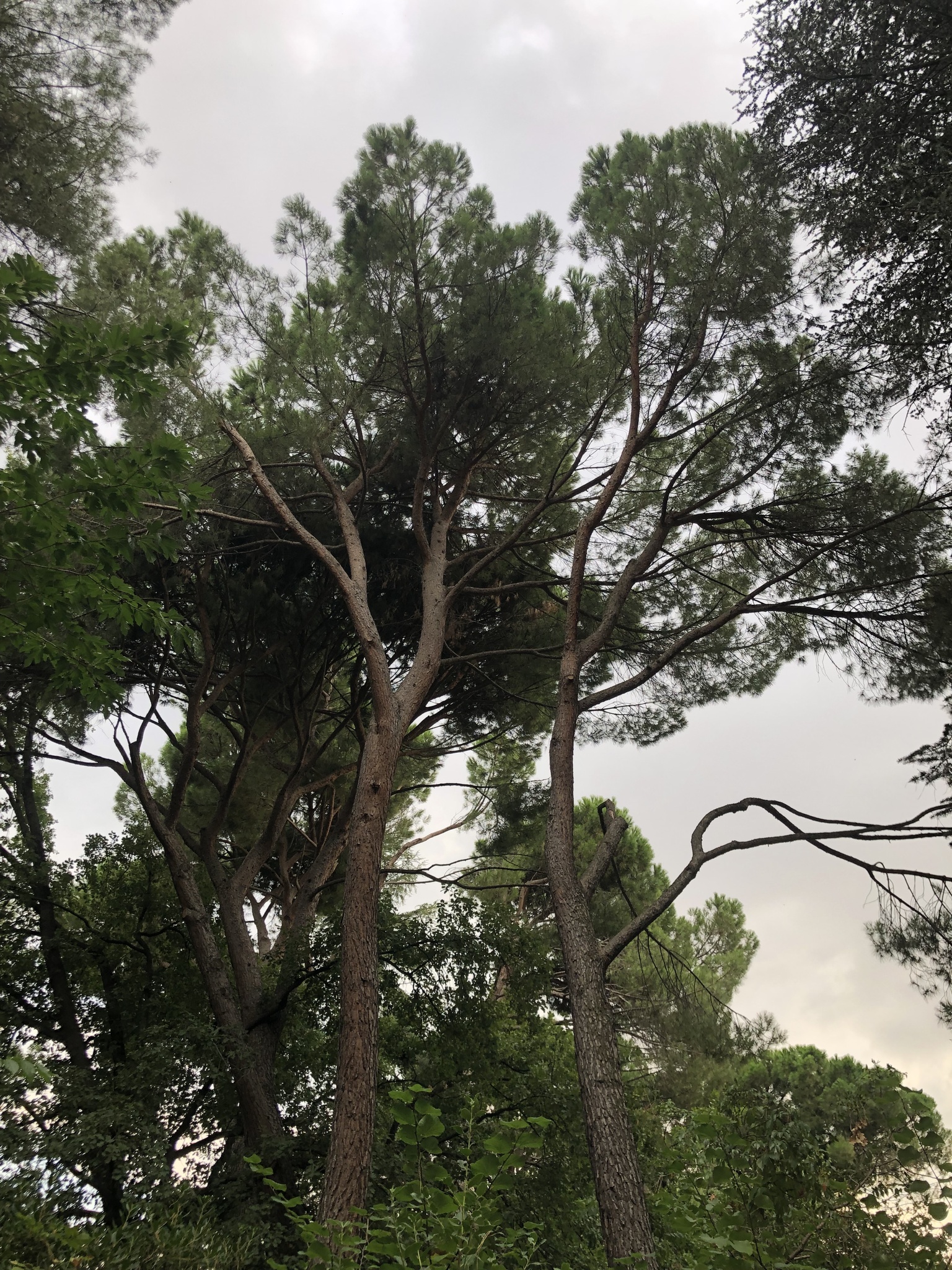 The Stone Pine of the Priest's House