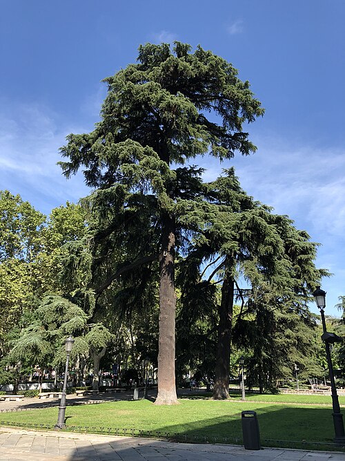 El cedro del Líbano del Prado