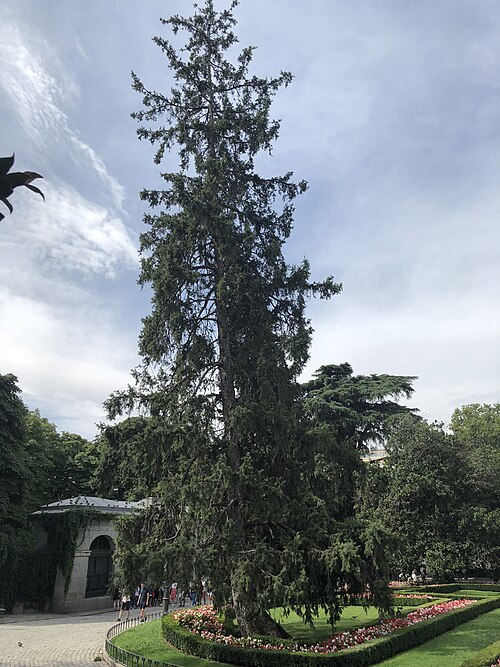 La picea del Himalaya de la Plaza de Murillo