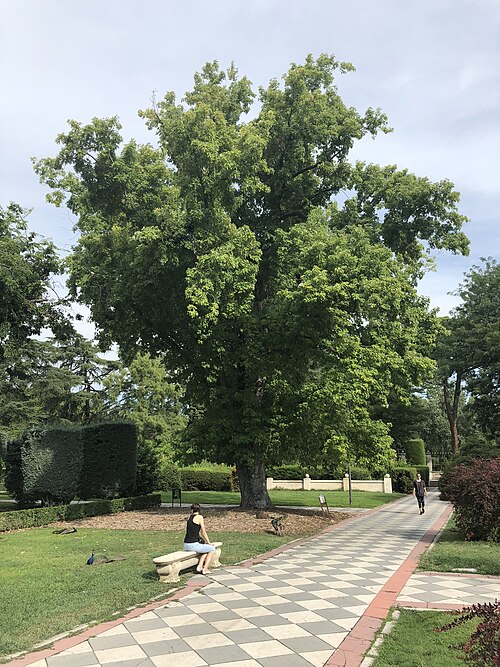 The Four-Trunked Silver Maple of Cecilio Rodriguez