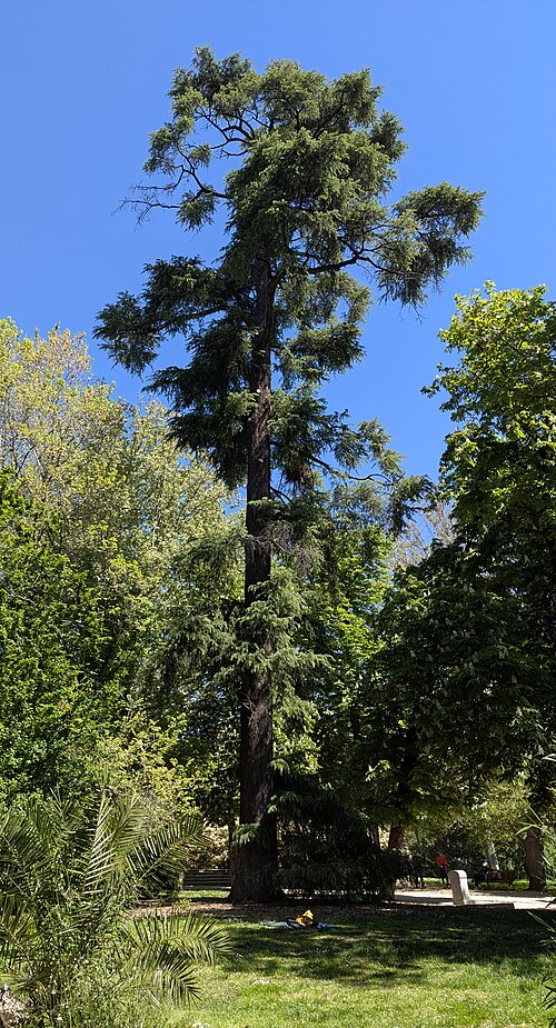 El cedro alto de la Avenida del Perú