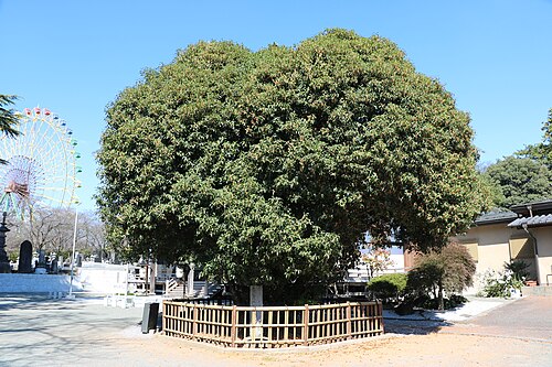 The Kinmokusei of Kezoji