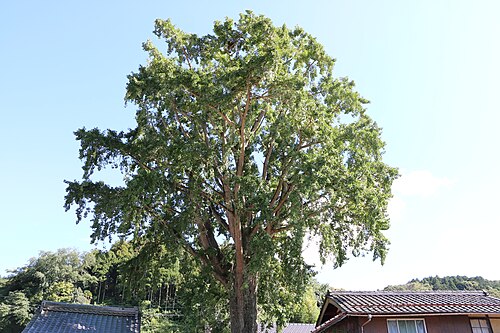 Ryotokuji no Ohatsuki Icho