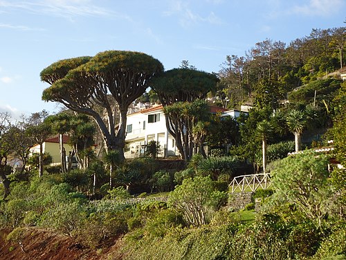 The Dragon Tree Grove of Neves