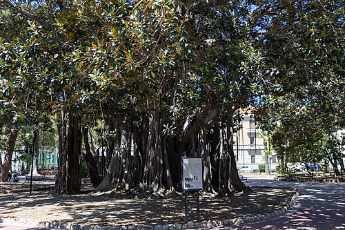 The Moreton Bay Fig of Villa Mazzini